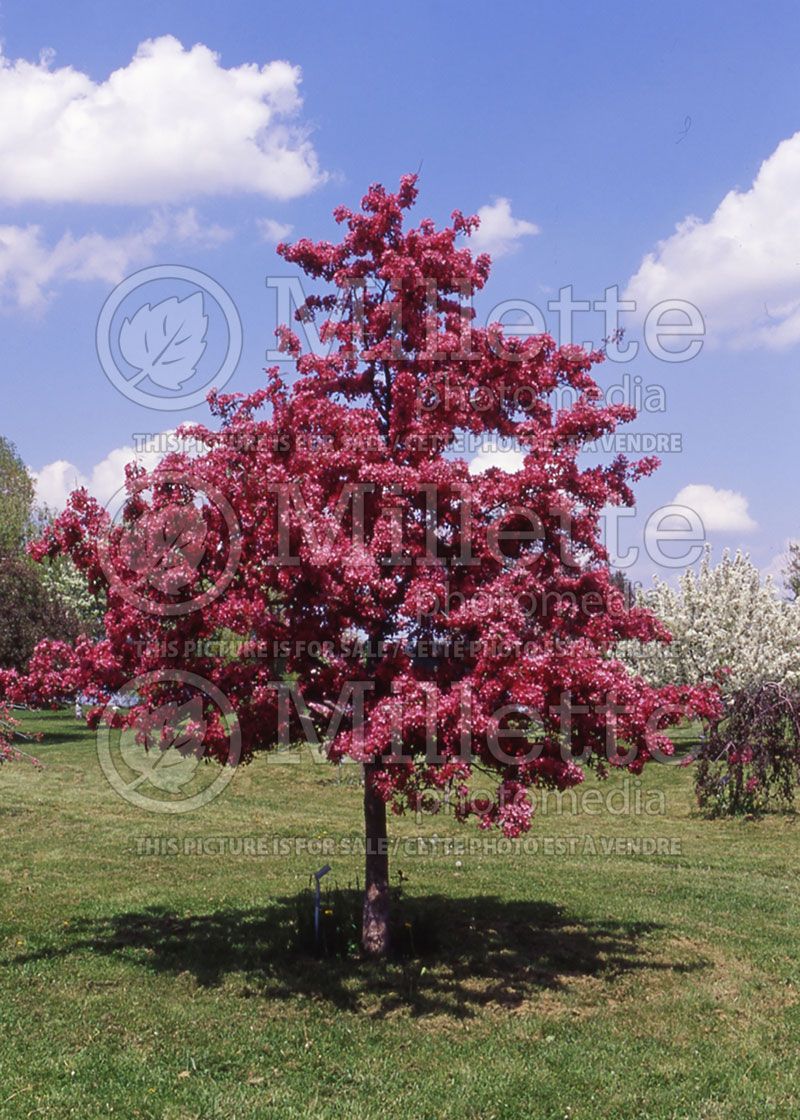 Malus Profusion (Crabapple)  3