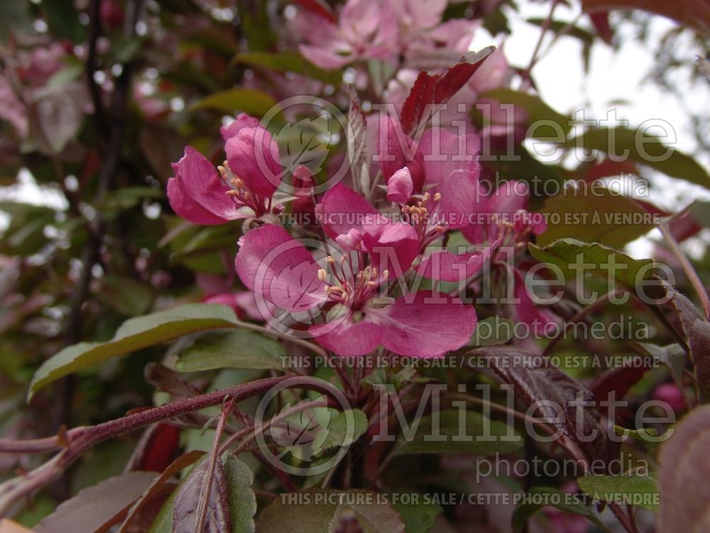 Malus Profusion (Crabapple) 1 