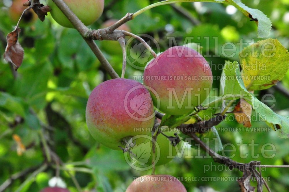 Malus prunifolia var. macrocarpa (Crabapple tree) 1 