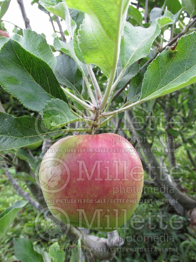 Malus Anna (Apple tree) 1 