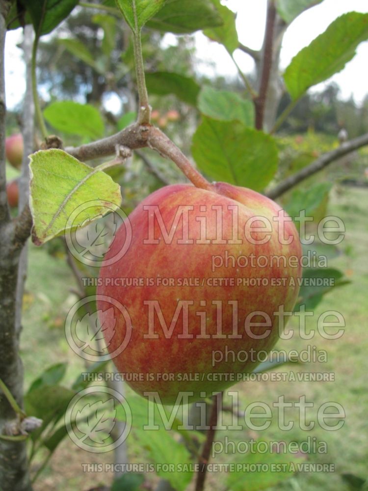 Malus Anna (Apple tree) 2 