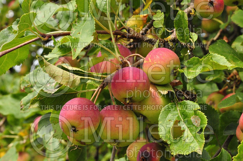 Malus Dartmouth (Crabapple tree) 1 