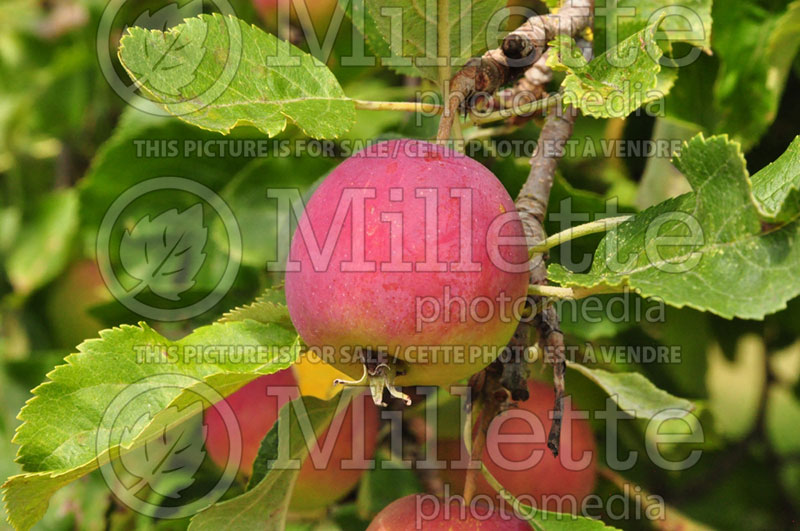 Malus Dartmouth (Crabapple tree) 2 