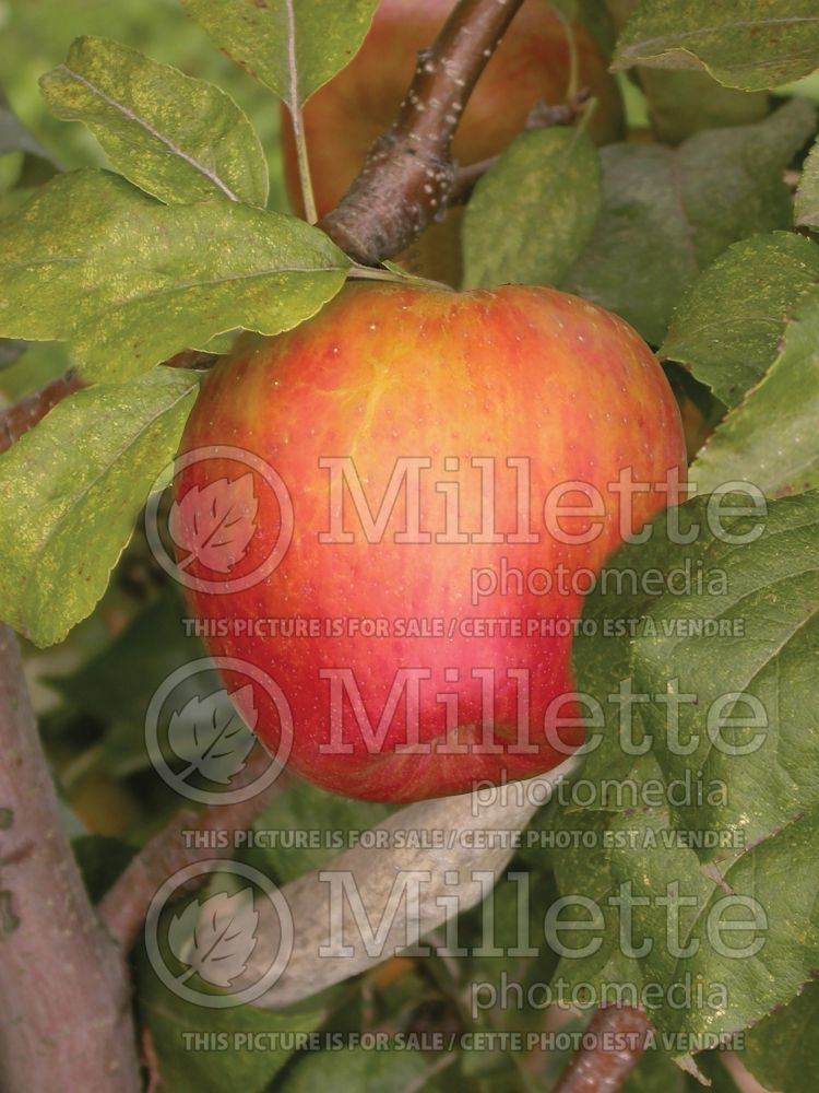Malus Honeycrisp (Apple) 11 