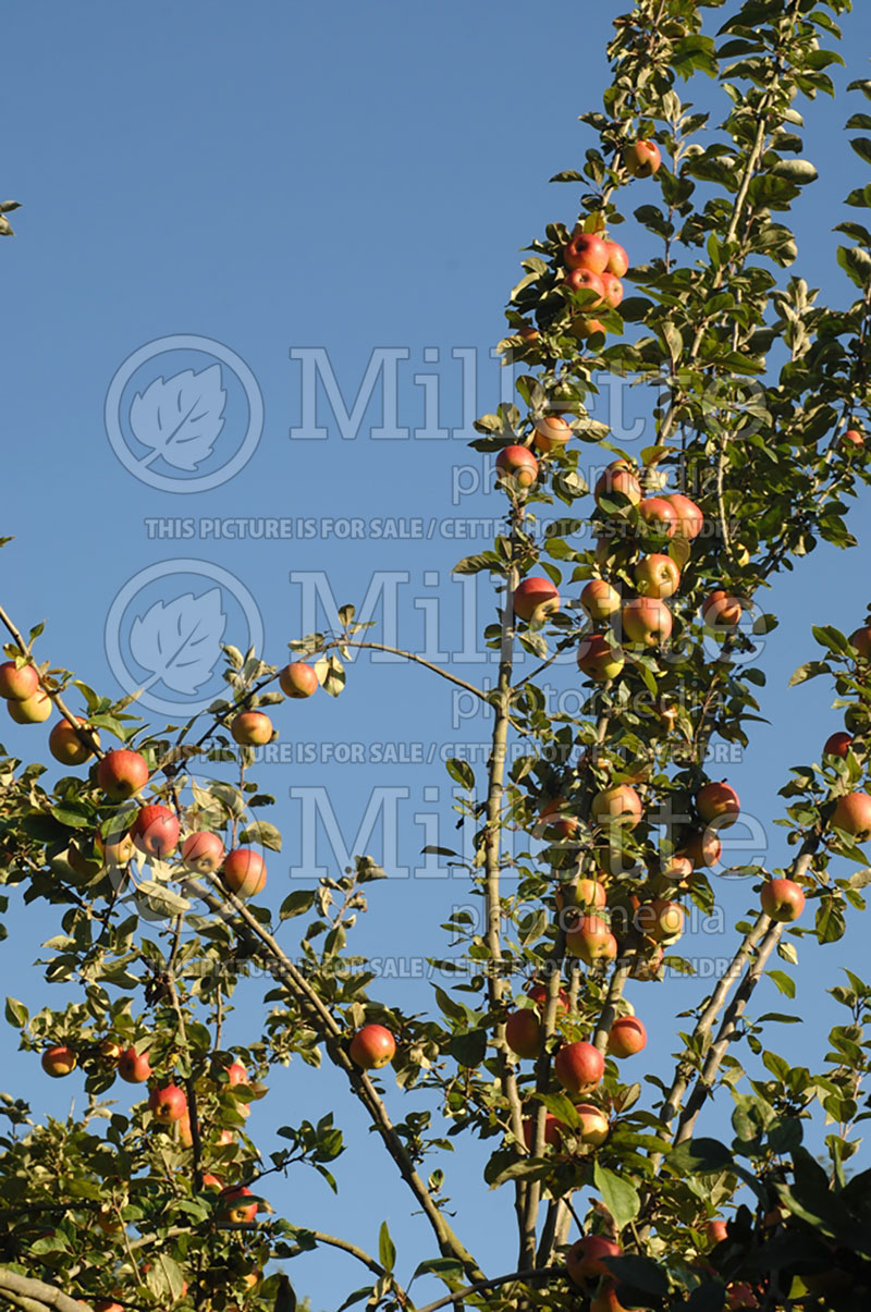 Malus Reine des Reinettes (Apple tree) 2 