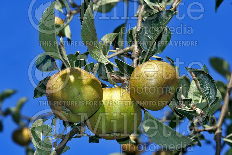 Malus Reinette Grise du Canada (Apple tree fruit - pomme) 4 