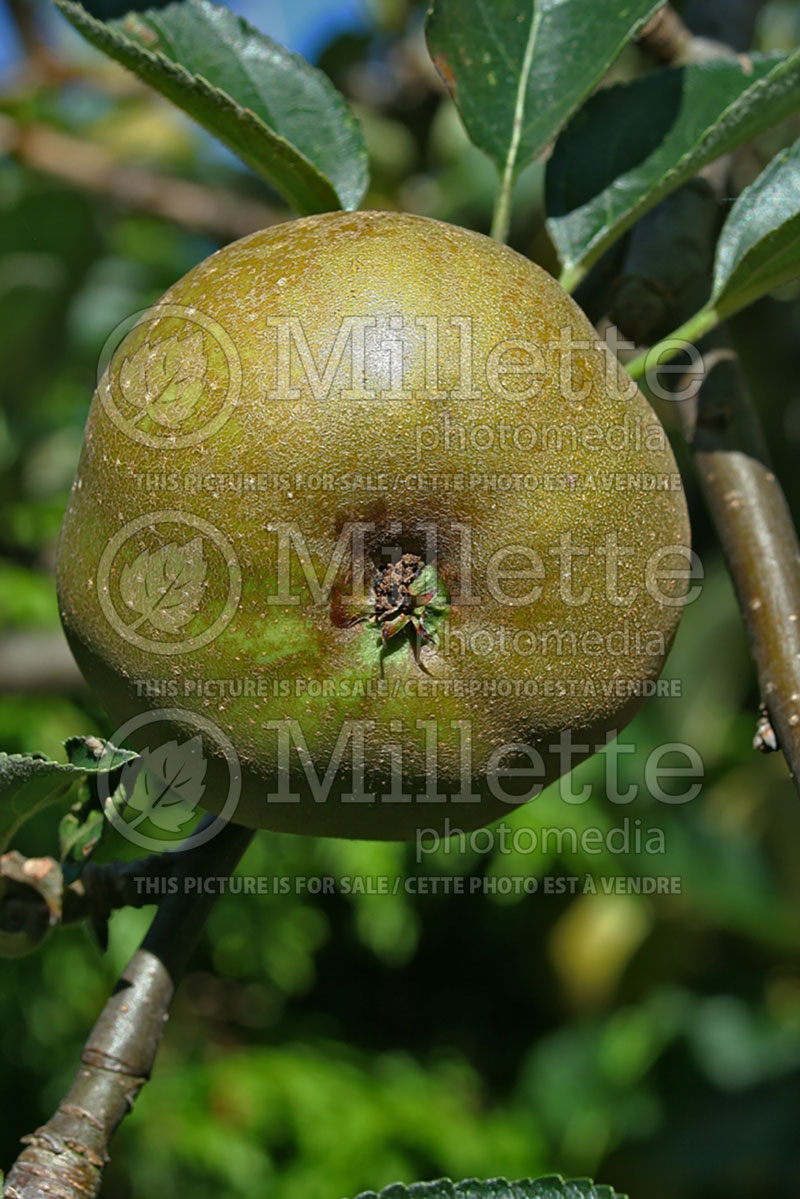 Malus Reinette Grise du Canada (Apple tree fruit - pomme) 6 