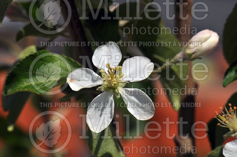 Malus Honeycrisp (Apple) 10 