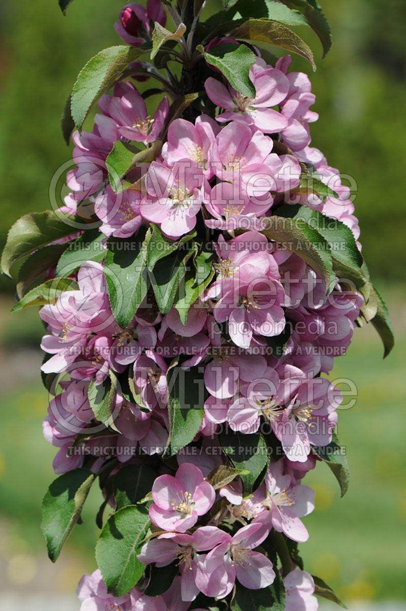 Malus Purple Spire Jefspire (Crabapple tree) 1 