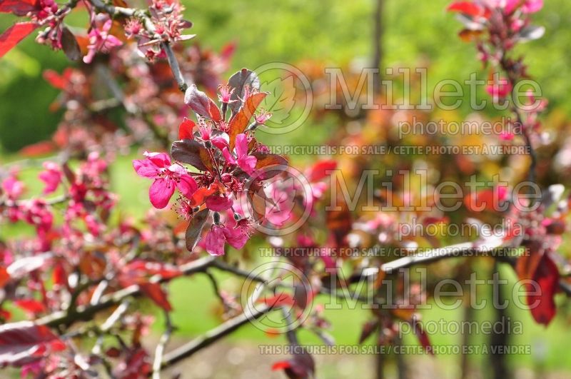 Malus Purple Wave (Crabapple) 2