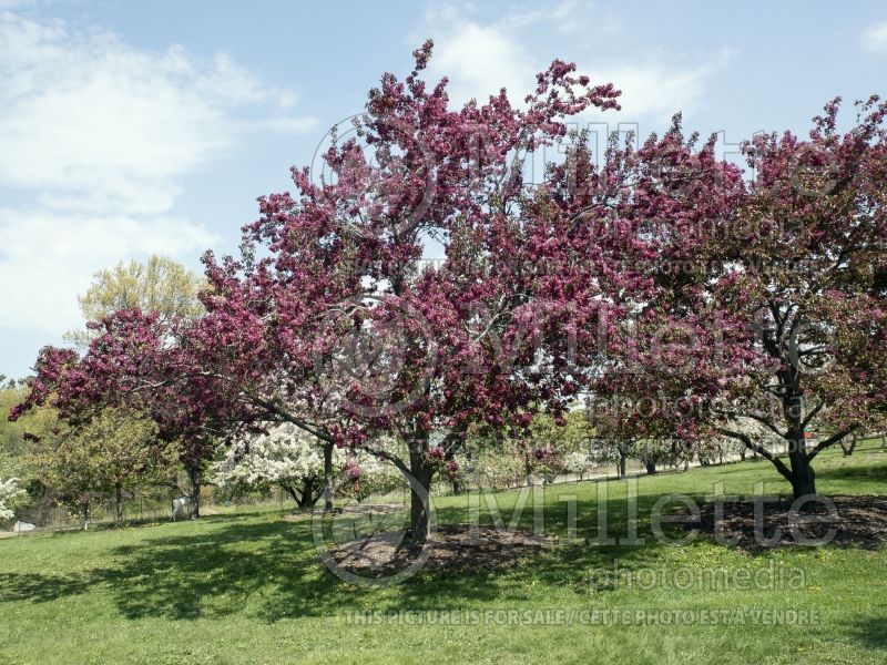 Malus Red Baron or Red Barron  (Crabapple) 6 