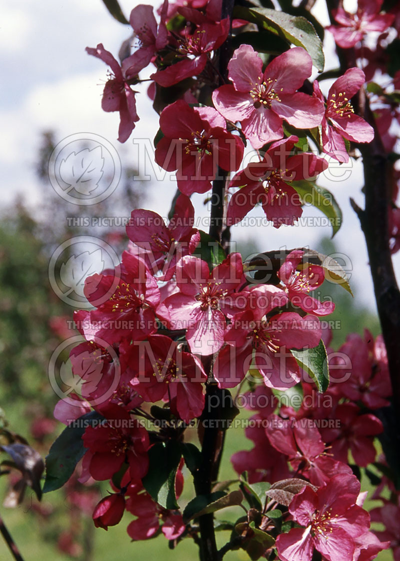 Malus Red Baron or Red Barron (Crabapple) 3 