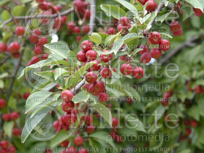 Malus Red Baron or Red Barron  (Crabapple) 4 