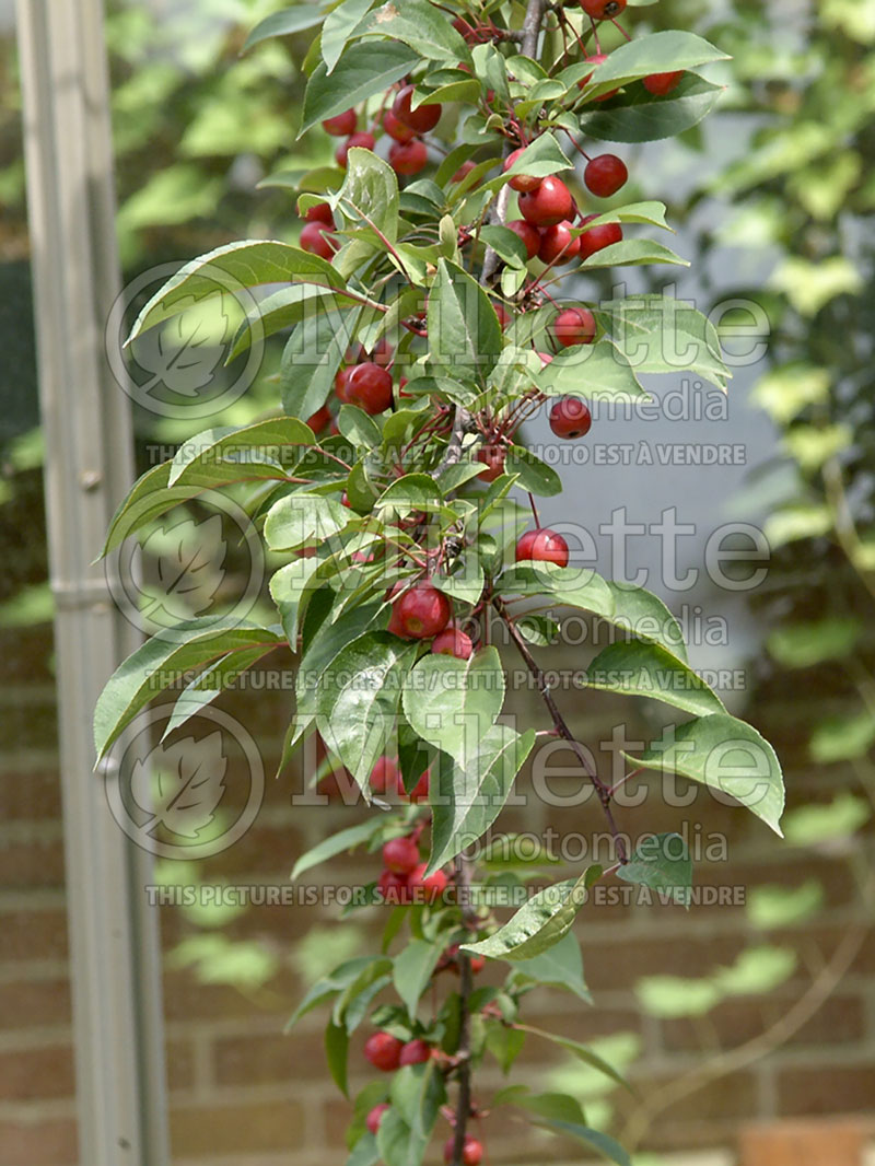 Malus Red Baron or Red Barron  (Crabapple) 5 