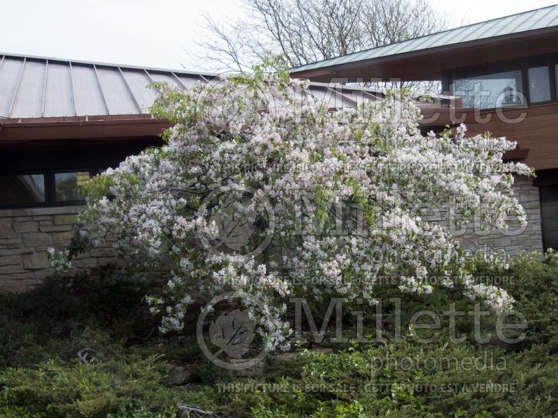 Malus Red Jade (Crabapple) 7 