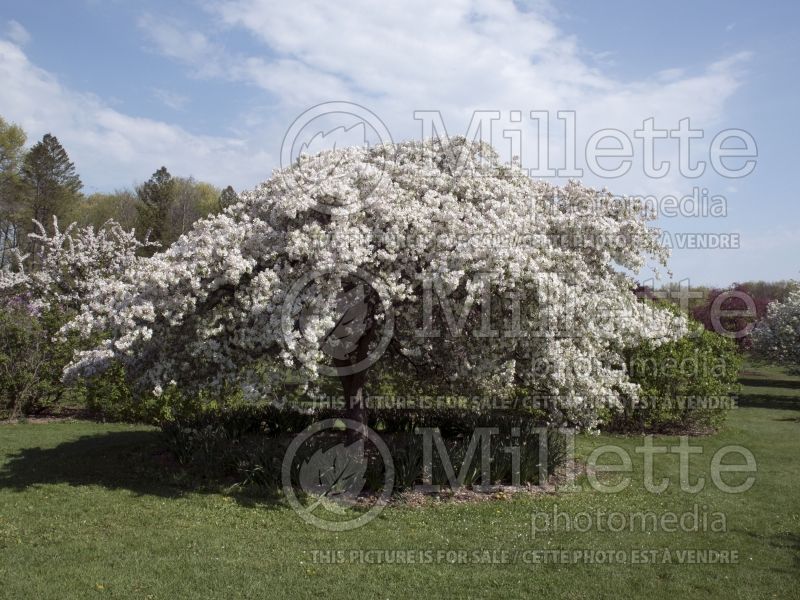 Malus Red Jade (Crabapple) 8 