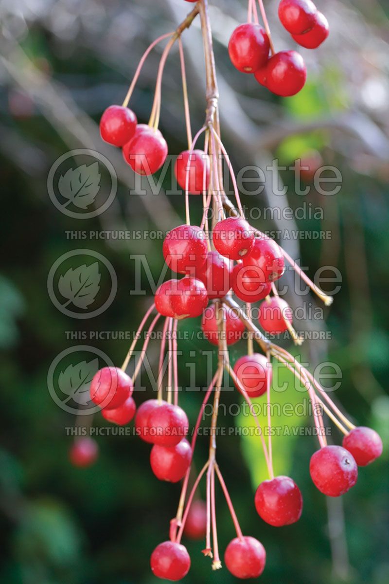 Malus Red Jade (Crabapple tree)  1