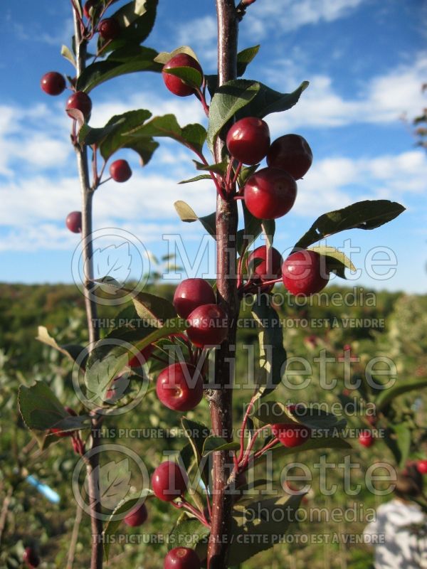 Malus Red Splendor (Crabapple) 1 