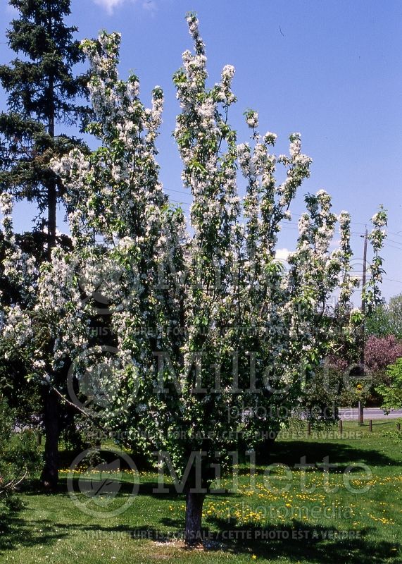 Malus Rinki (Crabapple) 2 