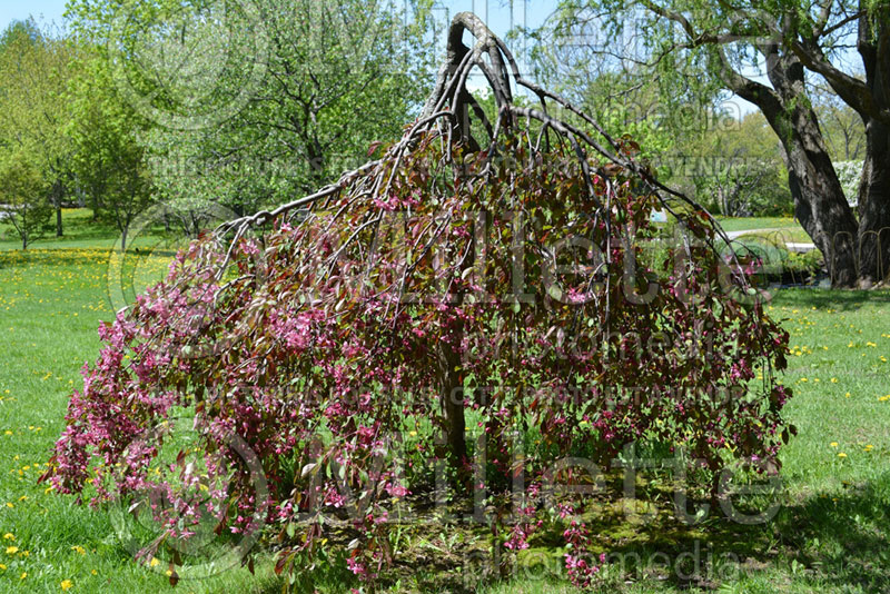 Malus Royal Beauty (Weeping Crabapple) 2 