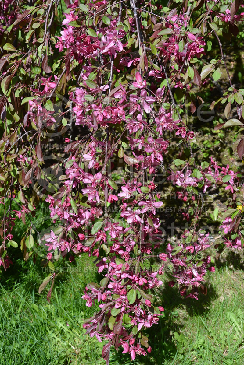 Malus Royal Beauty (Weeping Crabapple) 3 