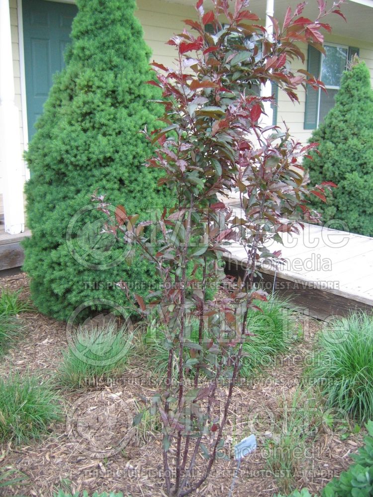 Malus Royal Raindrops or JFS-KW5 (Crabapple) 5 