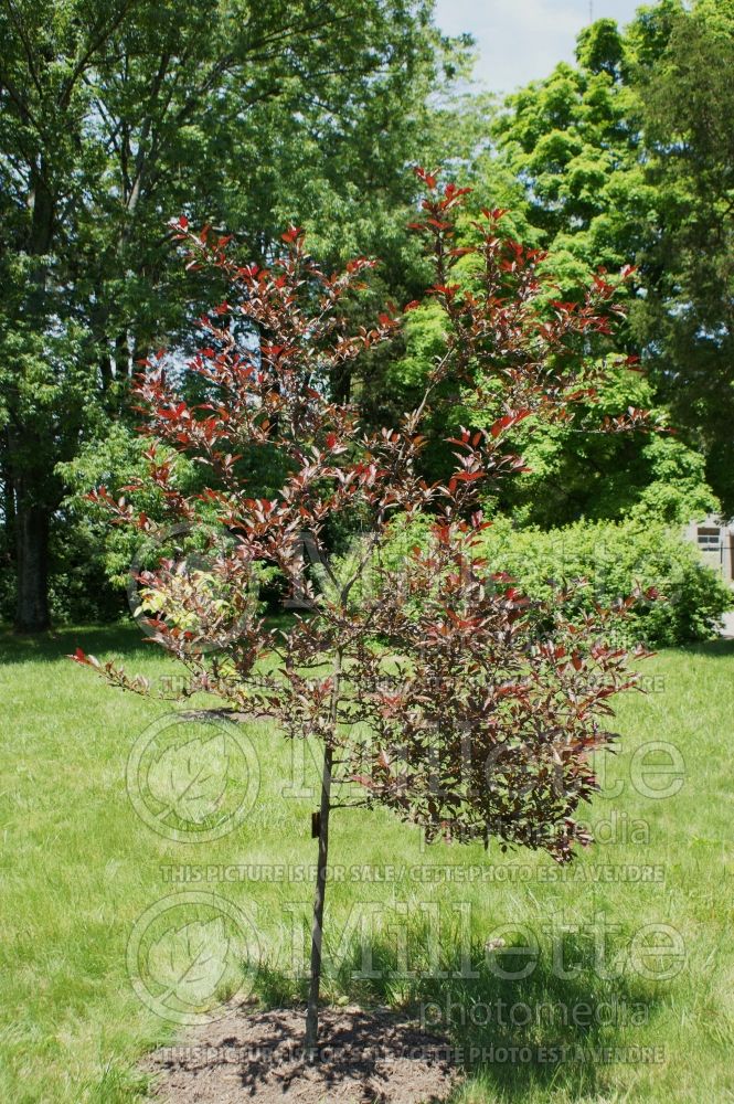 Malus Royal Raindrops or JFS-KW5 (Crabapple) 2 