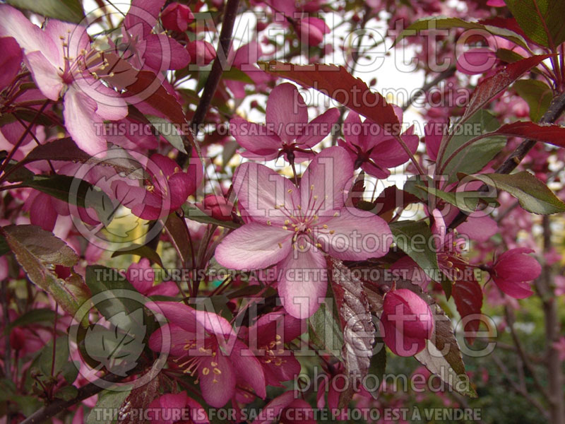 Malus Royal Raindrops or JFS-KW5 (Crabapple) 4 