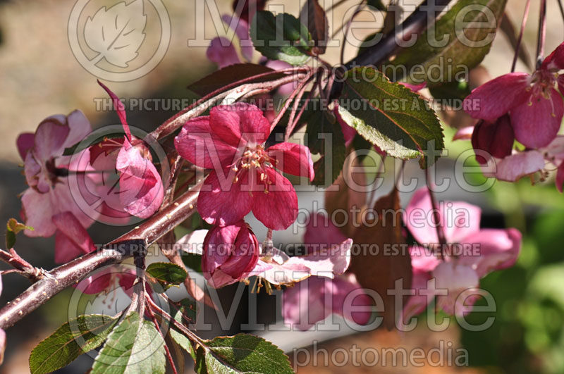 Malus Ruby Tears or BAIlears (Crabapple) 1 