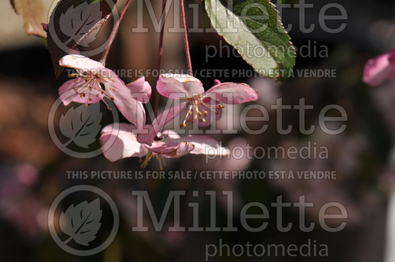 Malus Ruby Tears or BAIlears (Crabapple) 2 