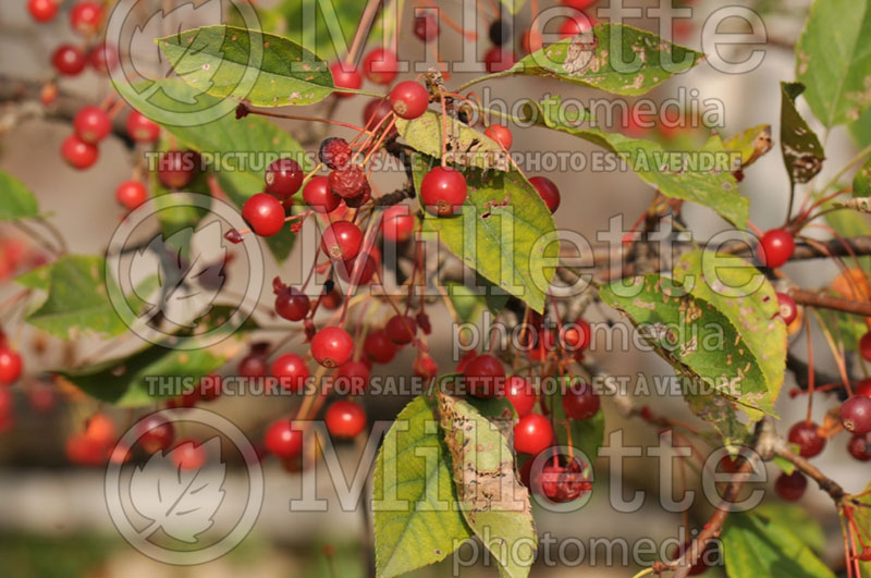 Malus sargentii (Sargent crabapple) 2 