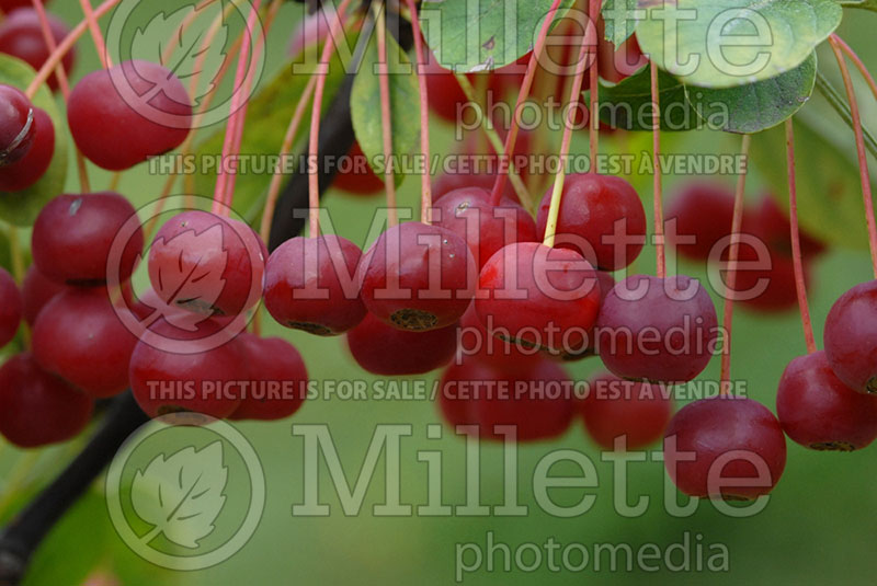 Malus sargentii (Sargent crabapple) 1 