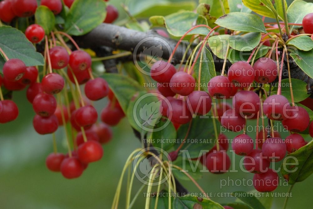 Malus sargentii (Sargent crabapple) 5 