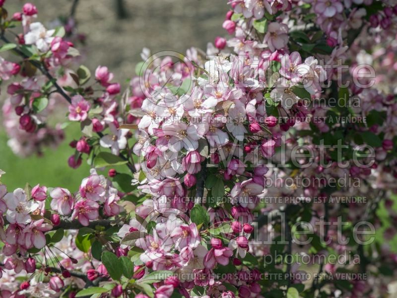 Malus Candymint (Sargent crabapple) 3