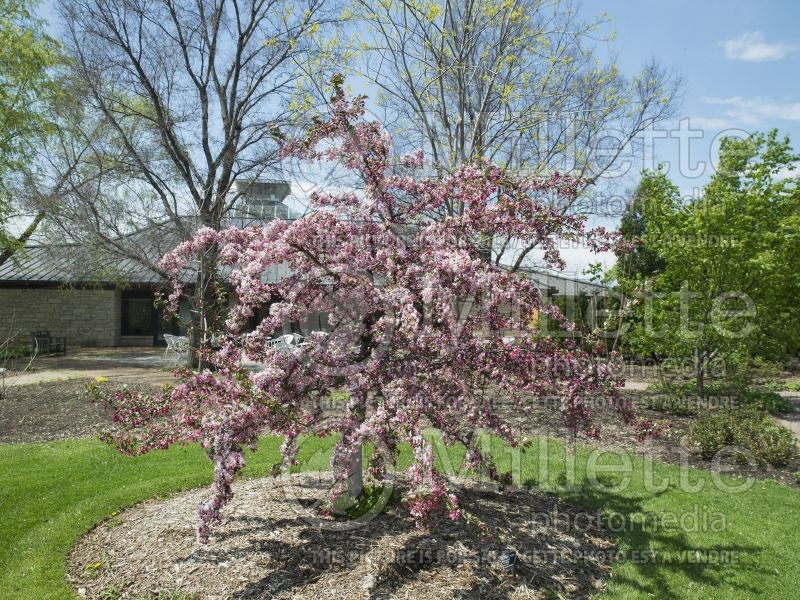 Malus Candymint (Sargent crabapple) 1