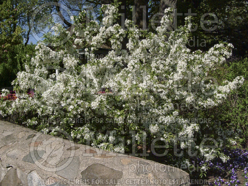 Malus Firebird (Sargent crabapple) 3