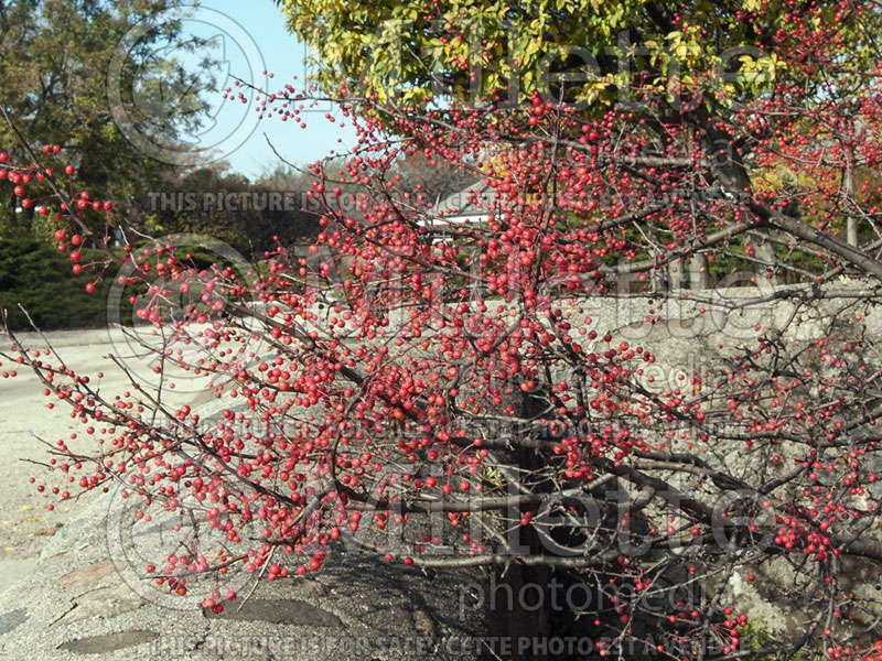 Malus Firebird (Sargent crabapple) 4