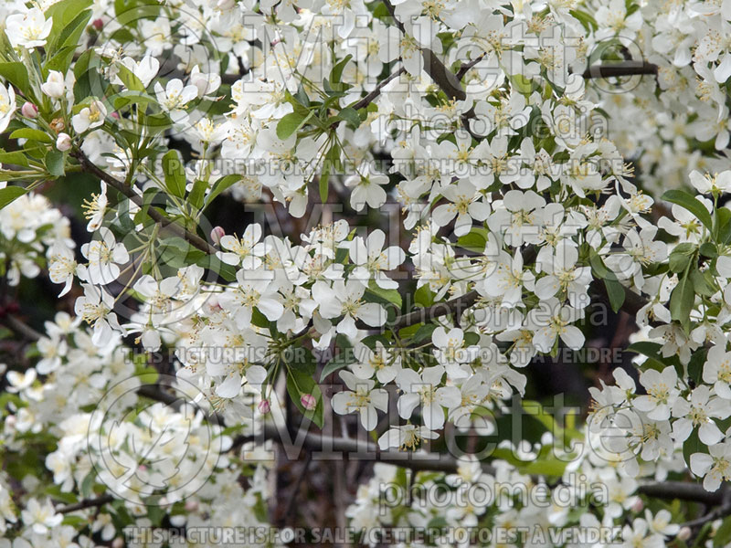 Malus Firebird (Sargent crabapple) 5