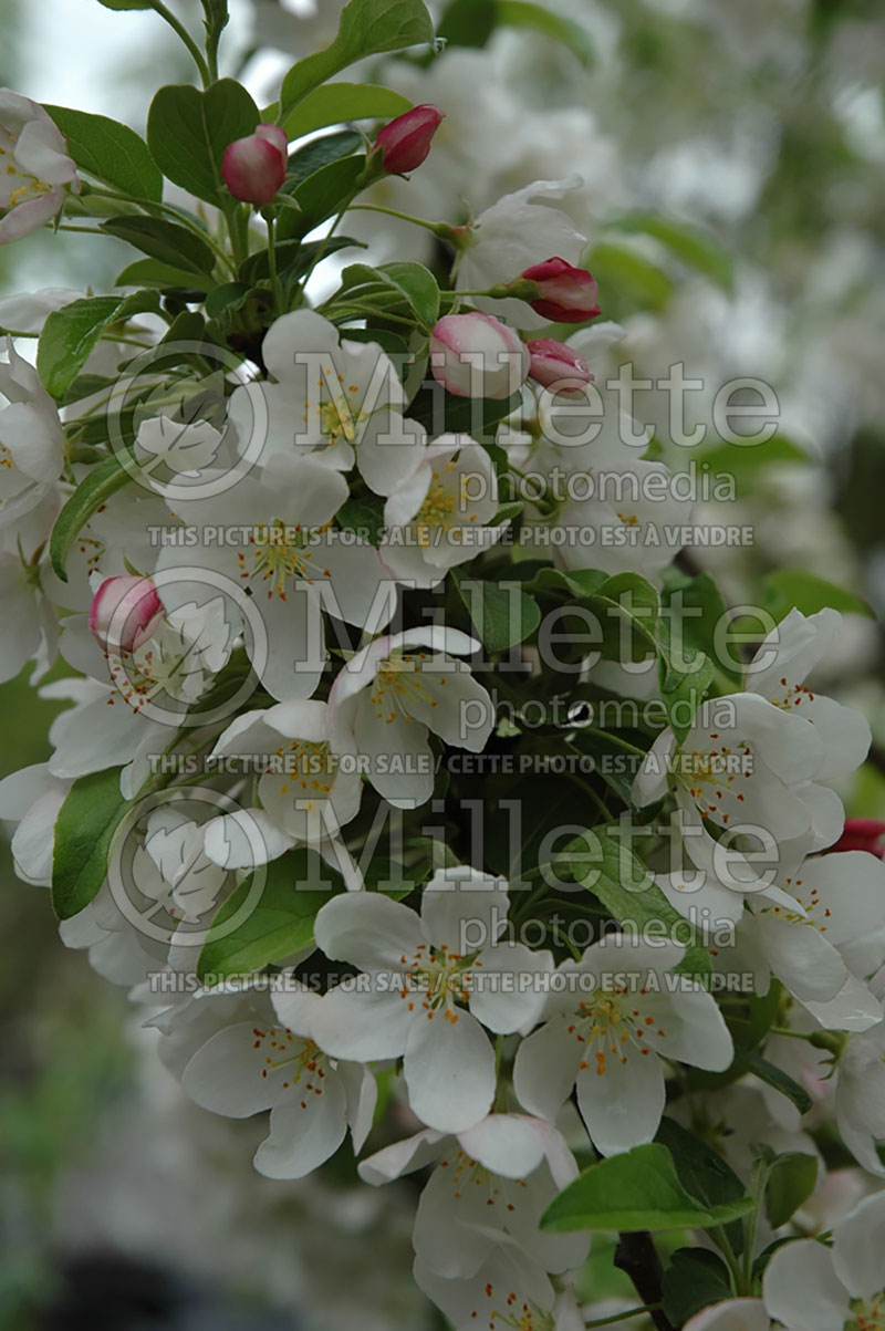 Malus sargentii (Sargent crabapple) 4 