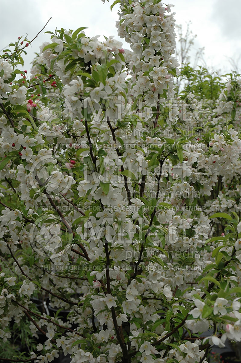 Malus sargentii (Sargent crabapple) 7 