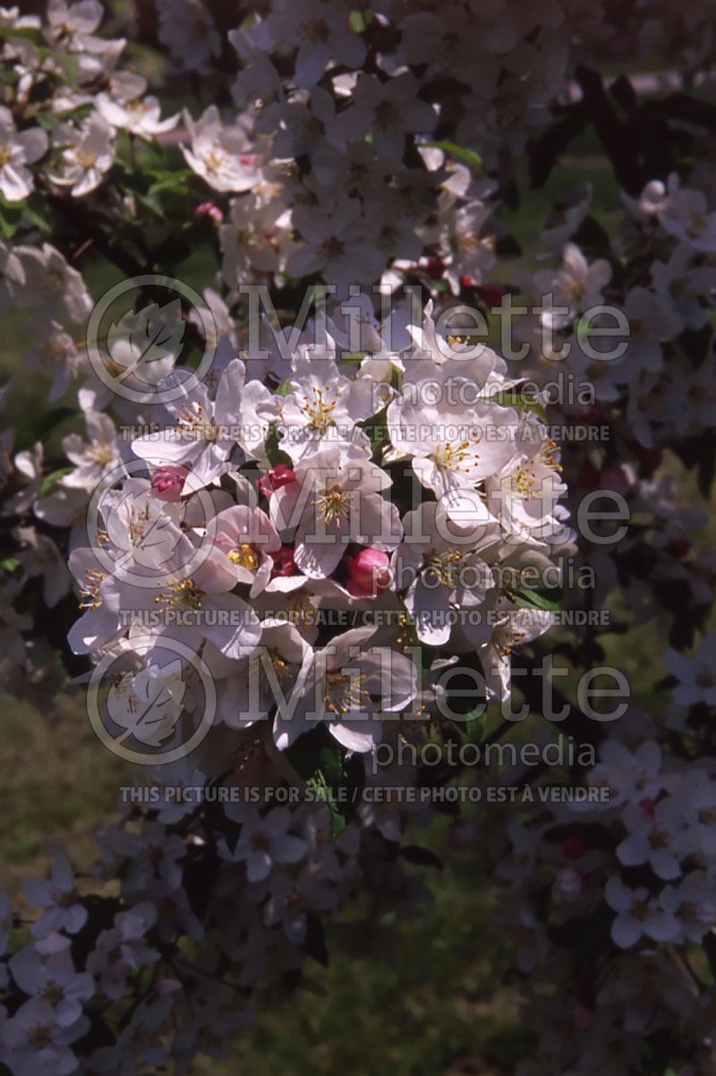 Malus Tina (Sargent crabapple) 4 