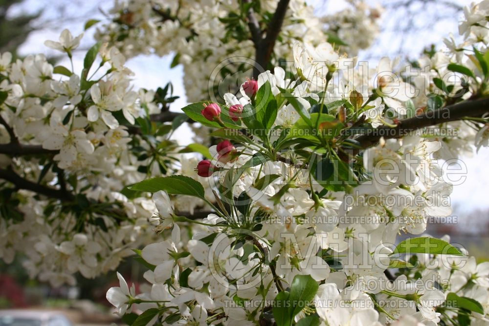 Malus Tina (Sargent crabapple) 6 