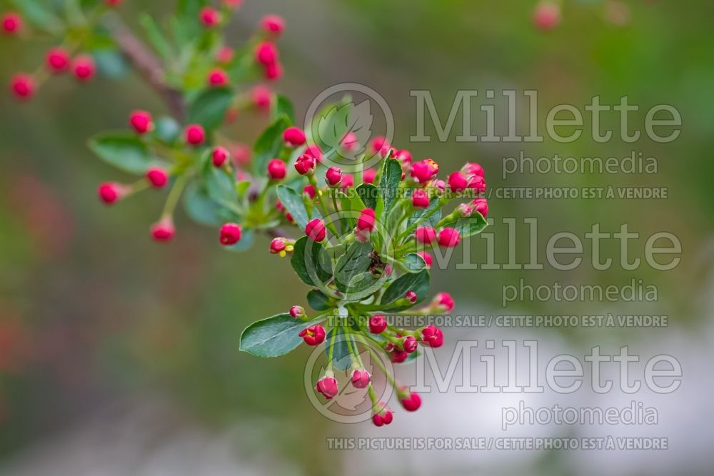 Malus Tina (Sargent crabapple) 12 