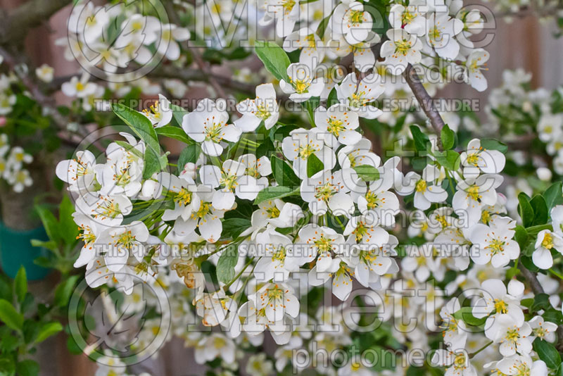 Malus Tina (Sargent crabapple) 13 