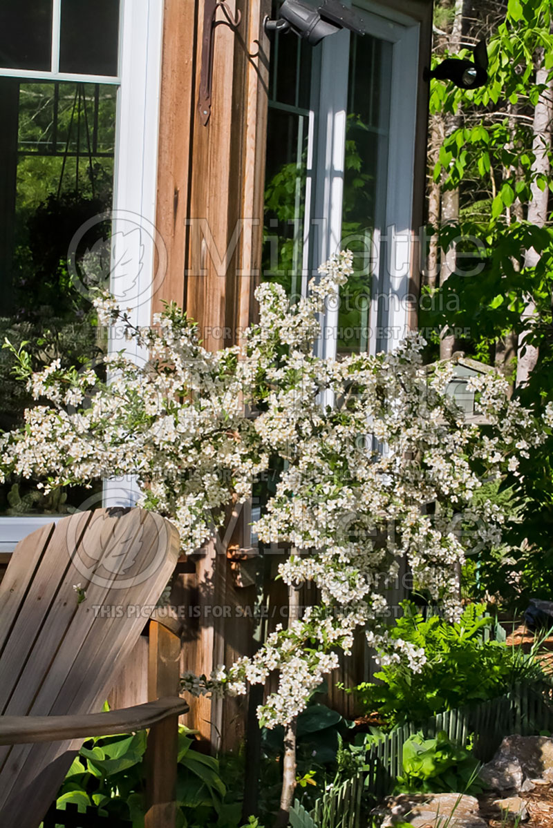 Malus Tina (Sargent crabapple) 14 