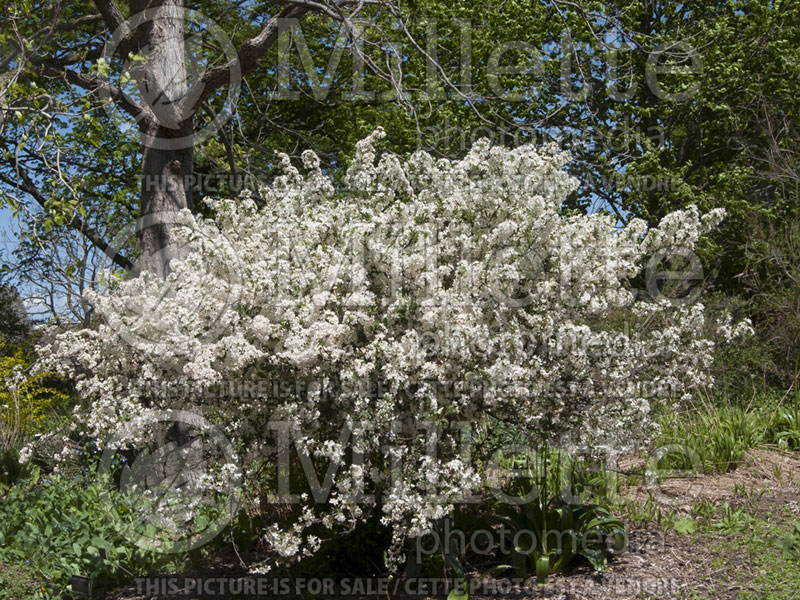 Malus Tina (Sargent crabapple) 16 