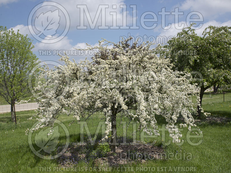 Malus Tina (Sargent crabapple) 18