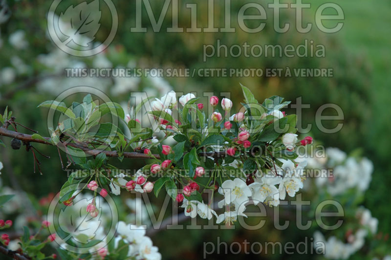 Malus Tina (Sargent crabapple) 9 