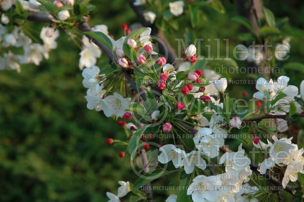 Malus Tina (Sargent crabapple) 10 