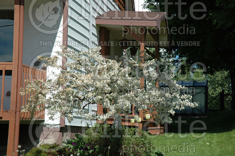 Malus Tina (Sargent crabapple) 1 